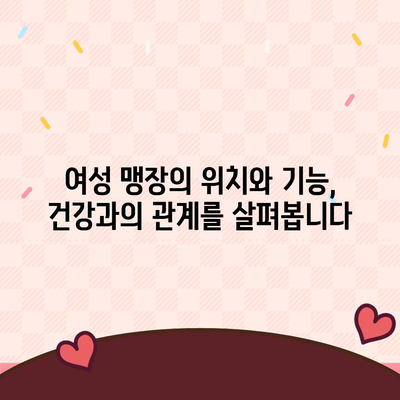 여성 맹장 위치| 그림과 설명으로 자세히 알아보기 | 맹장, 여성, 위치, 해부학, 건강