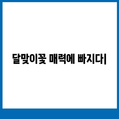 달맞이꽃의 매력에 빠지다|  효능, 재배, 전설까지 | 야생화, 약초, 꽃말,  달맞이꽃 기르기